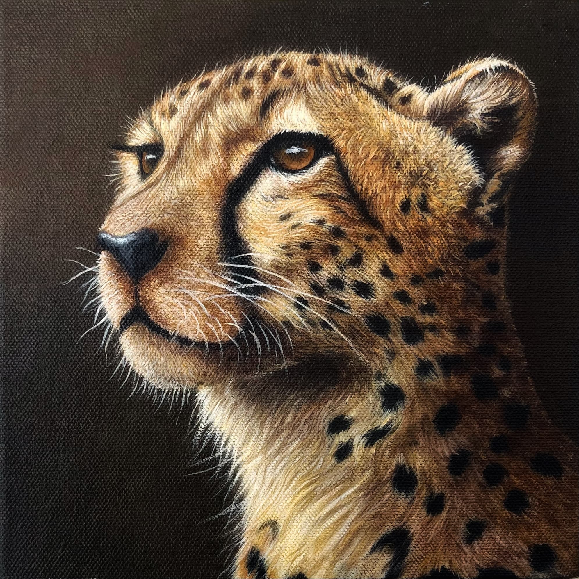 Shadow of the wild - Image 1